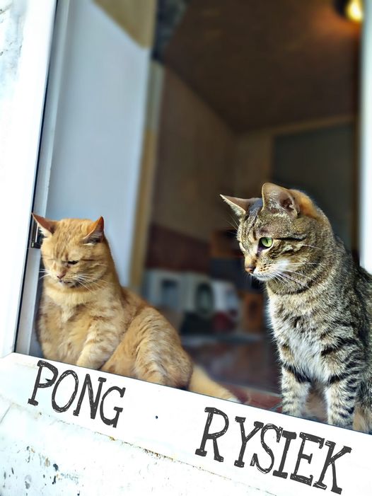 Pong adopcja kota