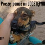 Happy adopcja psa