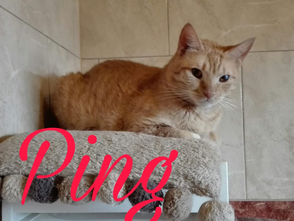 Ping adopcja kota