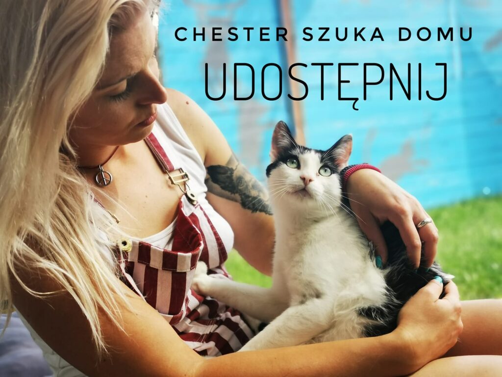 Chester adopcja kota