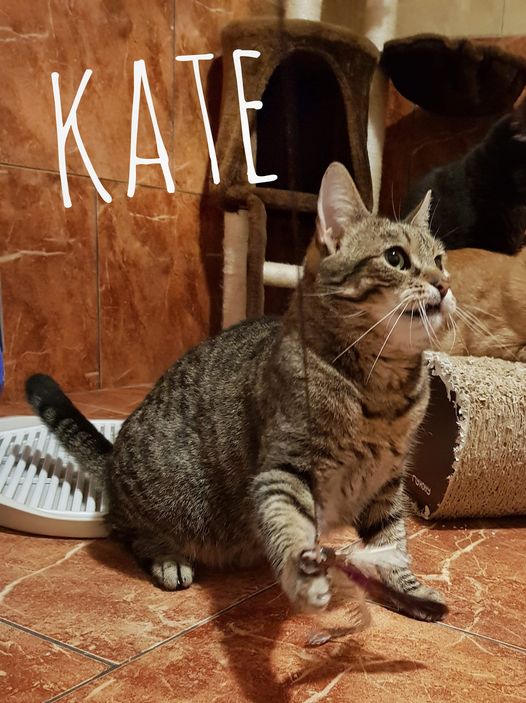 Kate adopcja kota