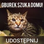 Gburek adopcja kota