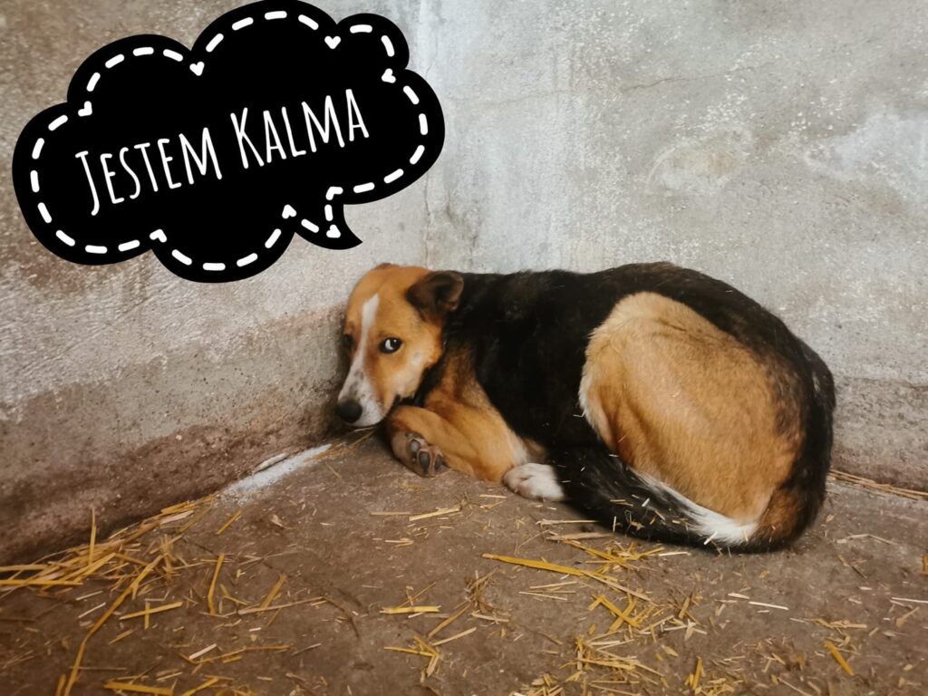 Kalma adopcja psa