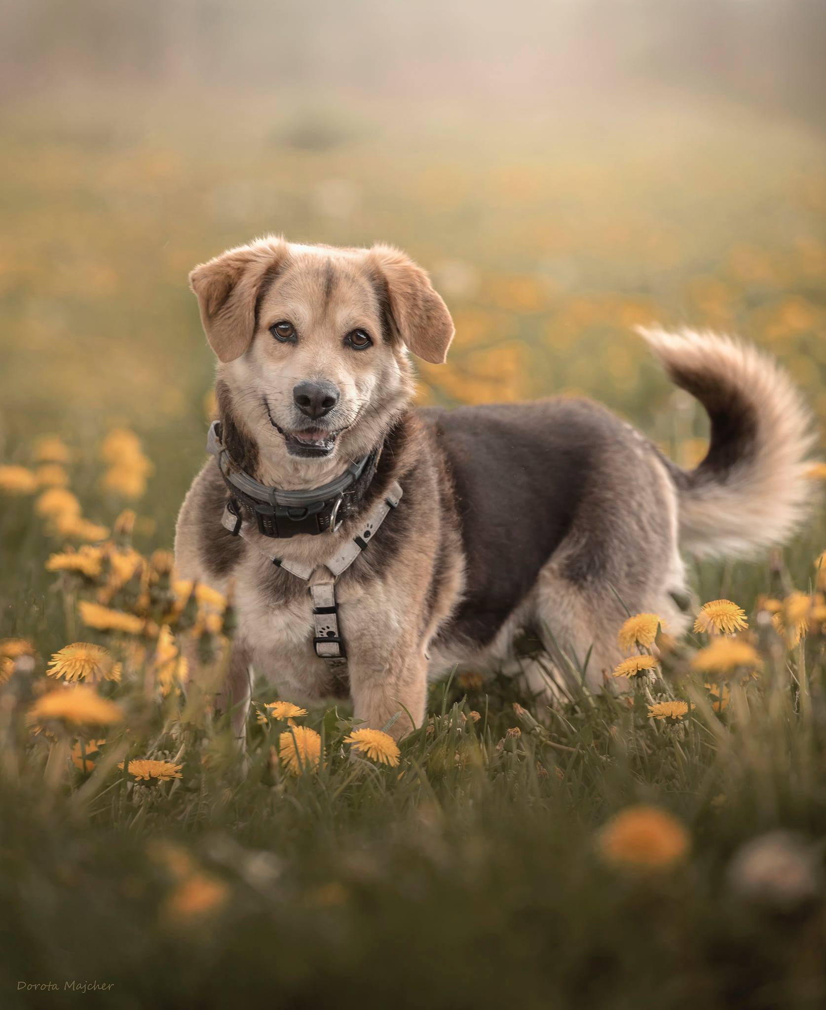 adopcja psa,adoptuj psa, pies do adopcji, adoptuj nie kupuj, pies szuka domu, schronisko w Korabiewicach, Amber szuka domu, Amber do adopcji