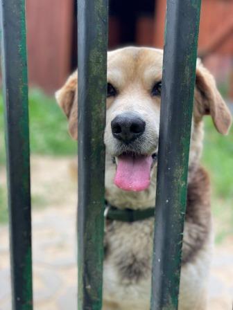 adoptuj psa, pies do adopcji, adoptuj nie kupuj, pies szuka domu, schronisko w Korabiewicach, Amber szuka domu, Amber do adopcji