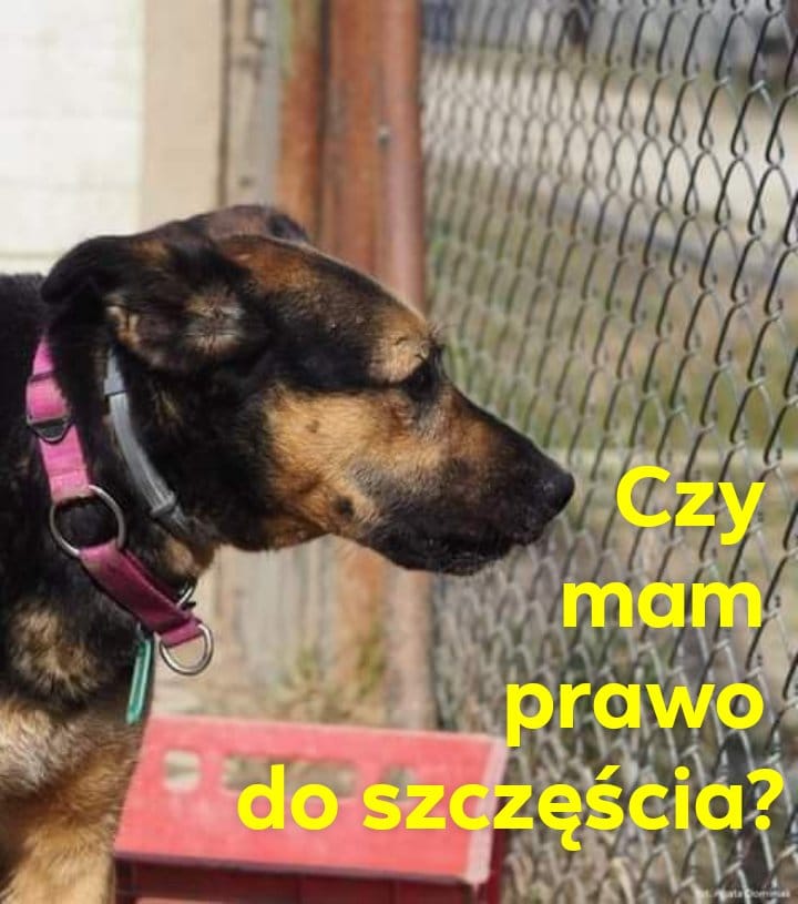 adoptuj psa, pies do adopcji, adoptuj nie kupuj, pies szuka domu, schronisko w Korabiewicach, Radek szuka domu, Radek do adopcji