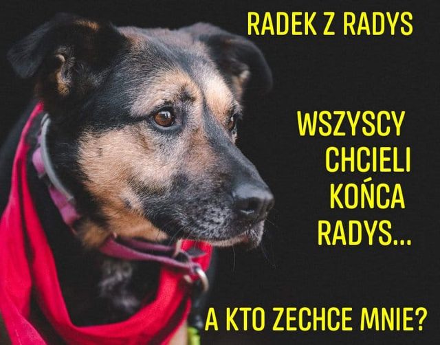 adoptuj psa, pies do adopcji, adoptuj nie kupuj, pies szuka domu, schronisko w Korabiewicach, Radek szuka domu, Radek do adopcji
