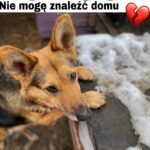 adoptuj psa, pies do adopcji, adoptuj nie kupuj, pies szuka domu, schronisko w Korabiewicach, Rózia szuka domu, Rózia do adopcji