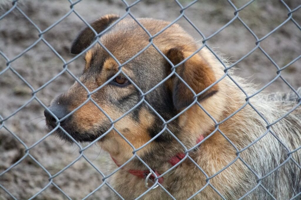 adoptuj psa, pies do adopcji, adoptuj nie kupuj, pies szuka domu, schronisko w Korabiewicach, Rumba szuka domu, Rumba do adopcji