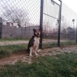 pies do adopcji suczka rina