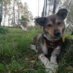 pies do adopcji suczka rina