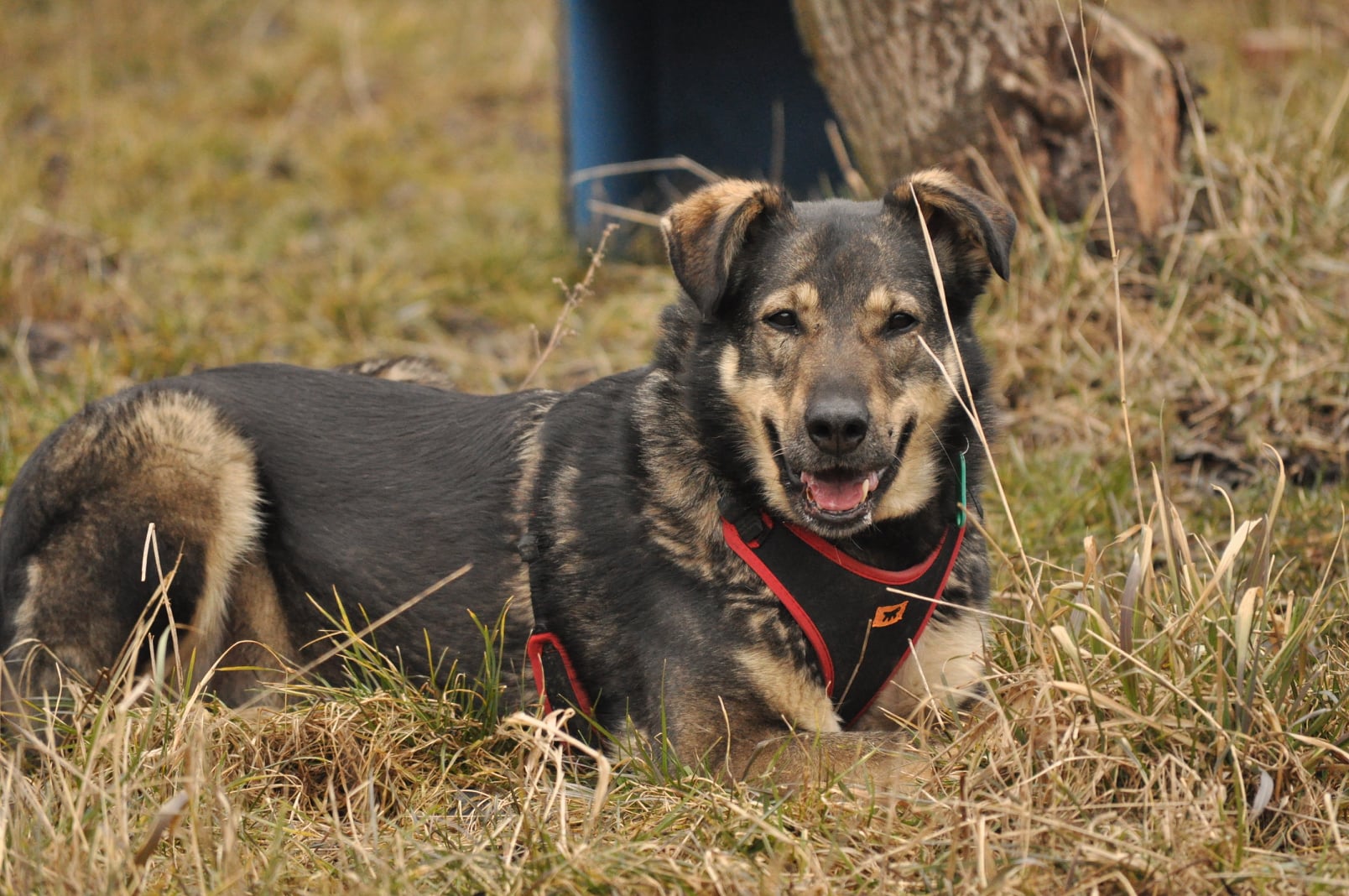 pies do adopcji suczka runa