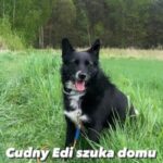 adoptuj psa, pies do adopcji, adoptuj nie kupuj, pies szuka domu, schronisko w Korabiewicach, Edi szuka domu, Edi do adopcji