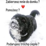 adoptuj psa, pies do adopcji, adoptuj nie kupuj, pies szuka domu, schronisko w Korabiewicach, Edi szuka domu, Edi do adopcji