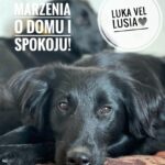 adoptuj psa, pies do adopcji, adoptuj nie kupuj, pies szuka domu, schronisko w Korabiewicach, Luka szuka domu, Luka do adopcji