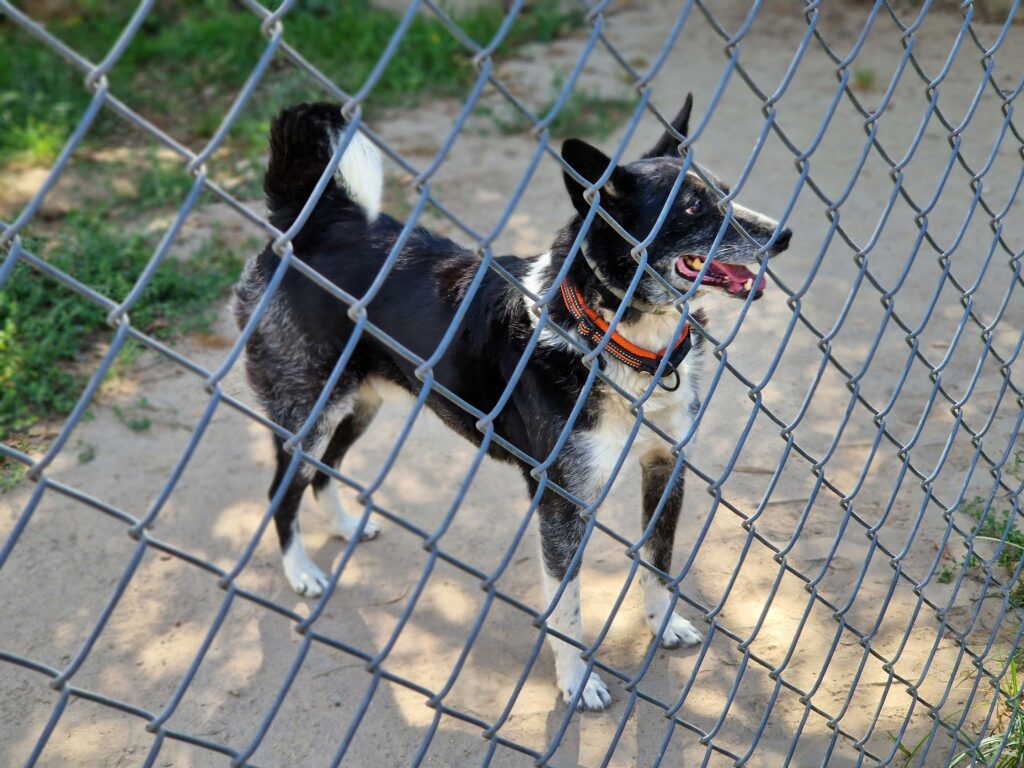 adoptuj psa, pies do adopcji, adoptuj nie kupuj, pies szuka domu, schronisko w Korabiewicach, Bratek szuka domu, Bratek do adopcji