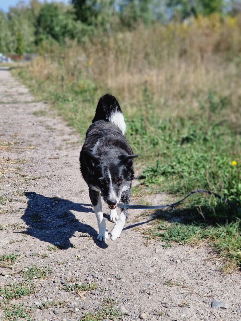 adoptuj psa, pies do adopcji, adoptuj nie kupuj, pies szuka domu, schronisko w Korabiewicach, Bratek szuka domu, Bratek do adopcji