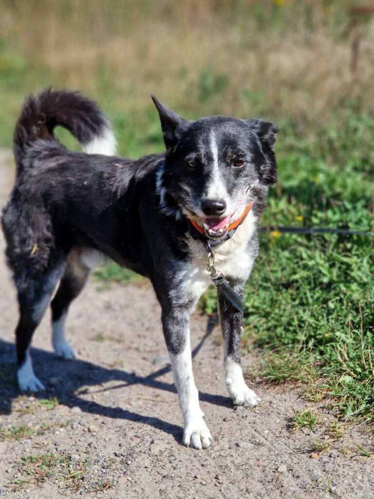 adoptuj psa, pies do adopcji, adoptuj nie kupuj, pies szuka domu, schronisko w Korabiewicach, Bratek szuka domu, Bratek do adopcji