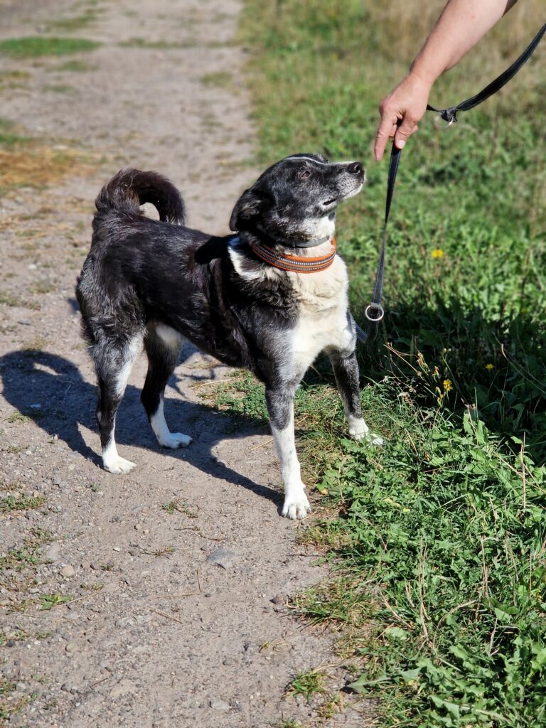 adoptuj psa, pies do adopcji, adoptuj nie kupuj, pies szuka domu, schronisko w Korabiewicach, Bratek szuka domu, Bratek do adopcji