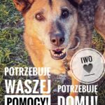 Pies szuka domu