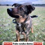 adoptuj psa, pies do adopcji, adoptuj nie kupuj, pies szuka domu, schronisko w Korabiewicach, Fuks szuka domu, Fuks do adopcji