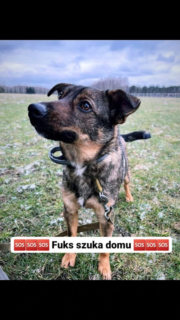 adoptuj psa, pies do adopcji, adoptuj nie kupuj, pies szuka domu, schronisko w Korabiewicach, Fuks szuka domu, Fuks do adopcji