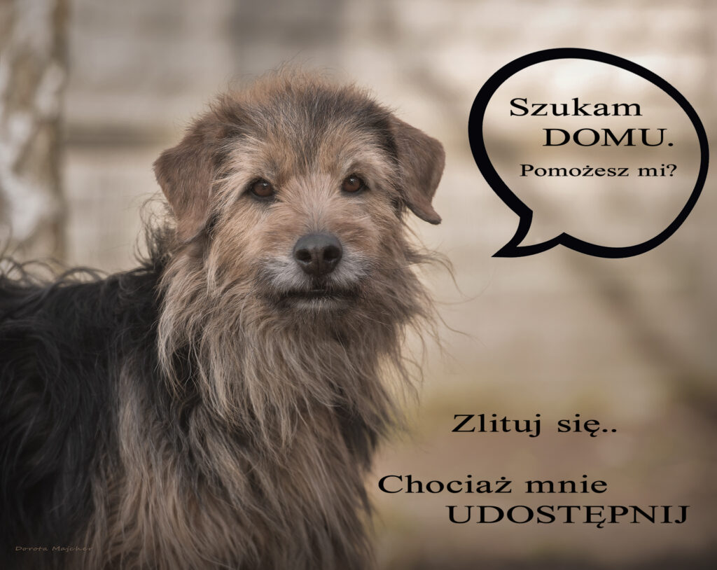 adoptuj psa, pies do adopcji, adoptuj nie kupuj, pies szuka domu, schronisko w Korabiewicach, Marcinek szuka domu, Marcinek do adopcji