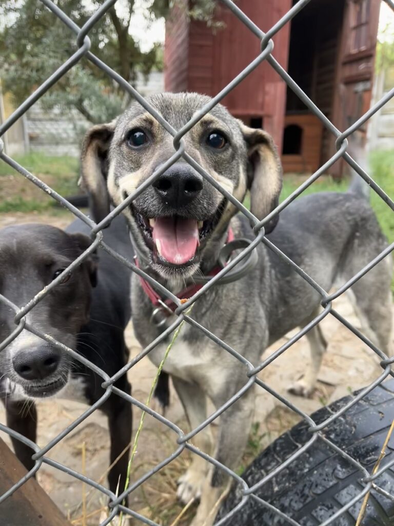 adoptuj psa, pies do adopcji, adoptuj nie kupuj, pies szuka domu, schronisko w Korabiewicach, Muru szuka domu, Muru do adopcji