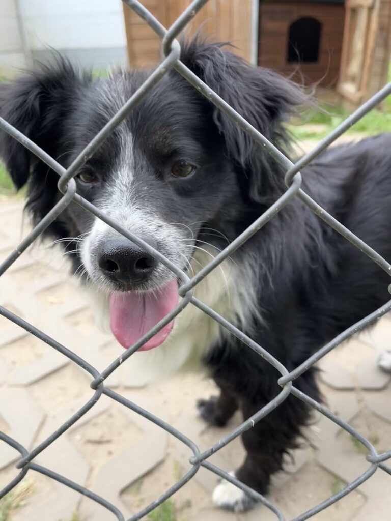 adoptuj psa, pies do adopcji, adoptuj nie kupuj, pies szuka domu, schronisko w Korabiewicach, Oreo szuka domu, Oreo do adopcji