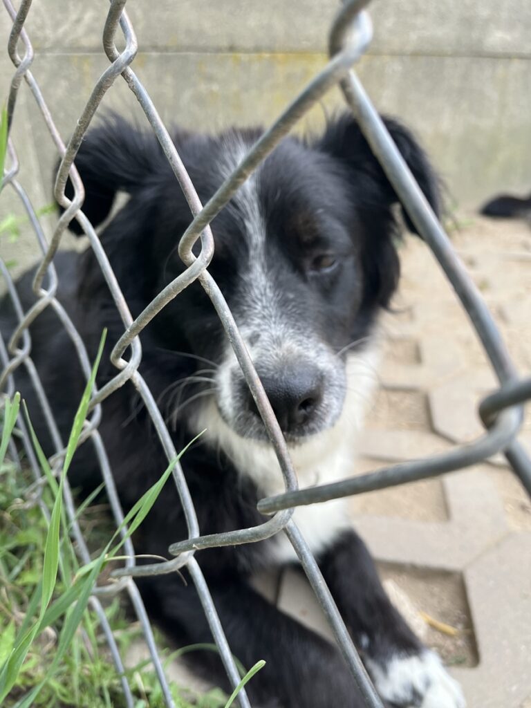 adoptuj psa, pies do adopcji, adoptuj nie kupuj, pies szuka domu, schronisko w Korabiewicach, Oreo szuka domu, Oreo do adopcji