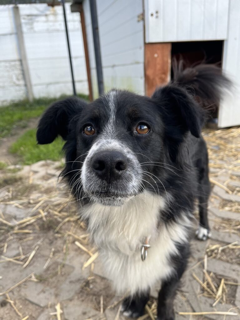 adoptuj psa, pies do adopcji, adoptuj nie kupuj, pies szuka domu, schronisko w Korabiewicach, Oreo szuka domu, Oreo do adopcji