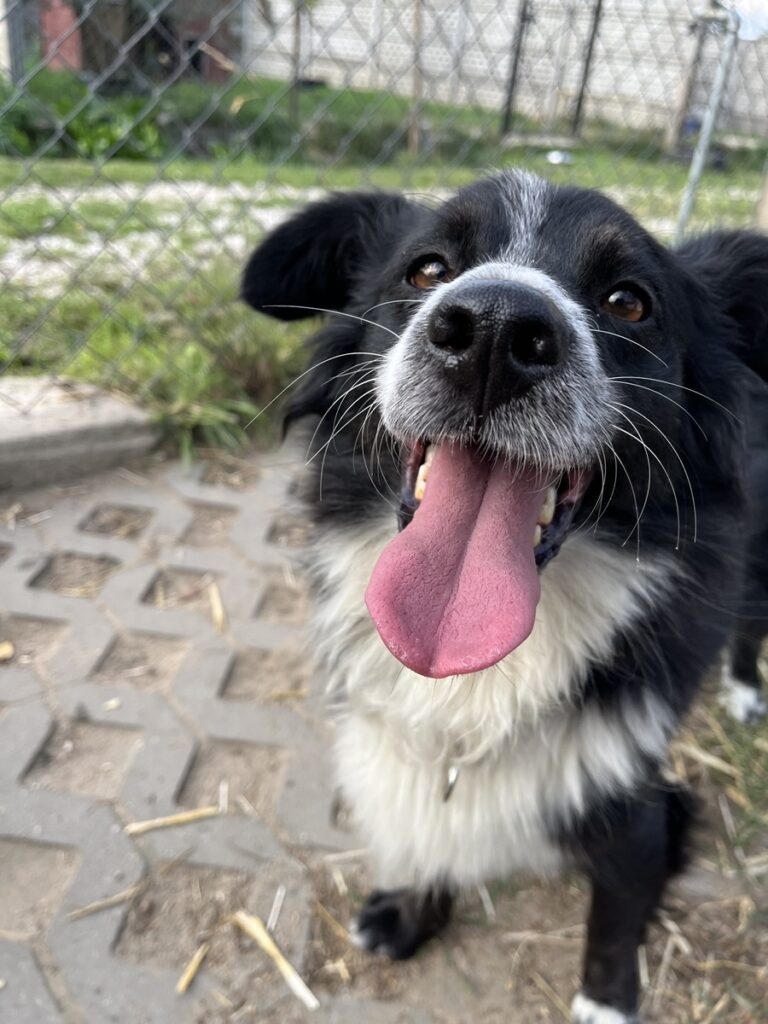 adoptuj psa, pies do adopcji, adoptuj nie kupuj, pies szuka domu, schronisko w Korabiewicach, Oreo szuka domu, Oreo do adopcji