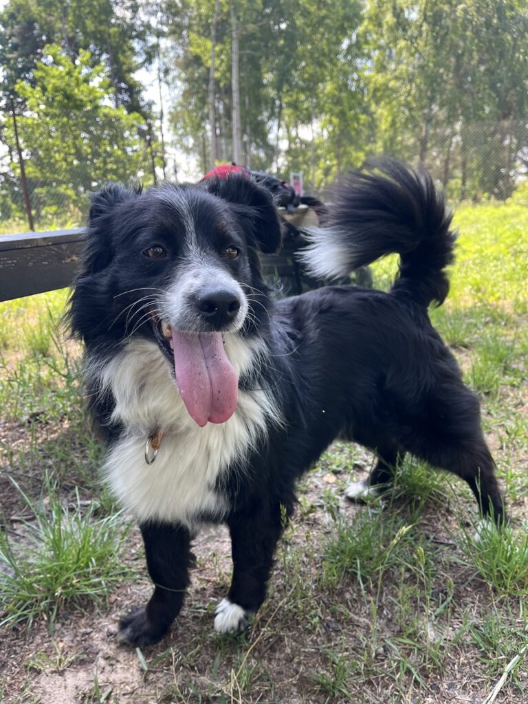 adoptuj psa, pies do adopcji, adoptuj nie kupuj, pies szuka domu, schronisko w Korabiewicach, Oreo szuka domu, Oreo do adopcji