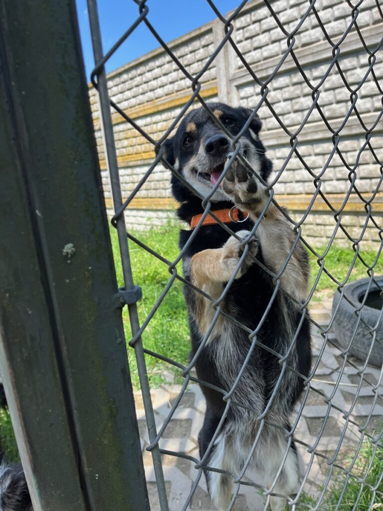 adoptuj psa, pies do adopcji, adoptuj nie kupuj, pies szuka domu, schronisko w Korabiewicach, Muszka szuka domu, Muszka do adopcji