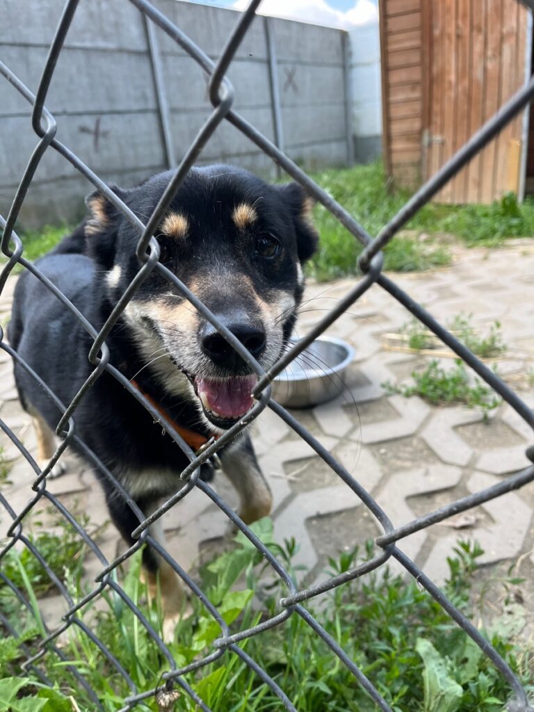 adoptuj psa, pies do adopcji, adoptuj nie kupuj, pies szuka domu, schronisko w Korabiewicach, Muszka szuka domu, Muszka do adopcji