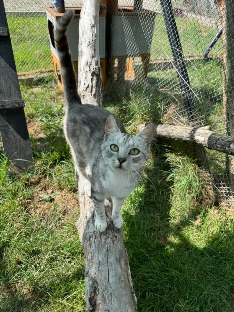 adoptuj kota, kot do adopcji, adoptuj nie kupuj, kot szuka domu, schronisko w Korabiewicach, Maniuś szuka domu, Maniuś do adopcji