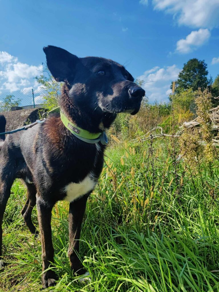 adoptuj psa, pies do adopcji, adoptuj nie kupuj, pies szuka domu, schronisko w Korabiewicach, Waldek szuka domu, Waldek do adopcji