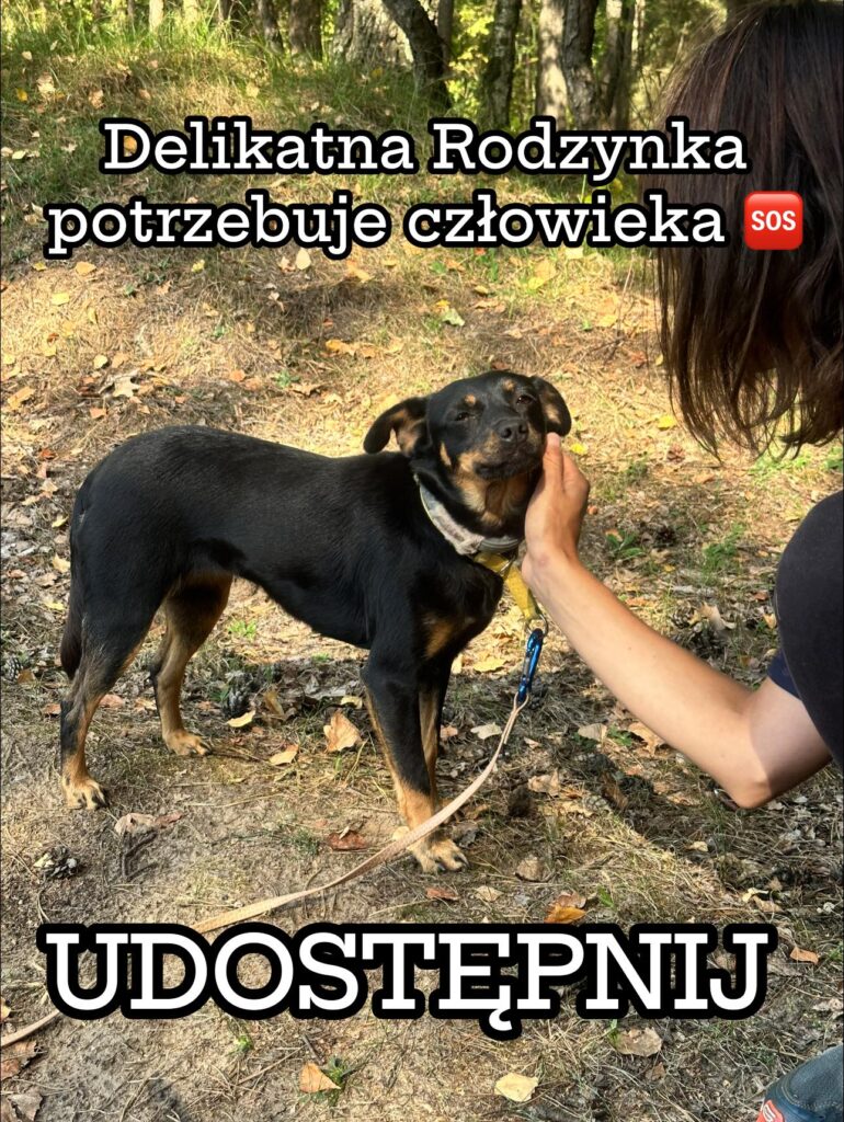 adoptuj psa, pies do adopcji, adoptuj nie kupuj, pies szuka domu, schronisko w Korabiewicach, Rodzynka szuka domu, Rodzynka do adopcji