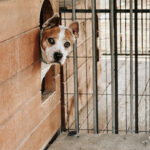 podsumowanie działań schroniska za 2024