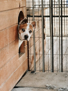 podsumowanie działań schroniska za 2024